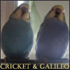 About Budgies