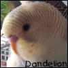 Budgie Cages