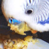 Budgie Food