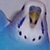 Budgie Toys