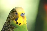 Budgie Picture: green-budgie-face