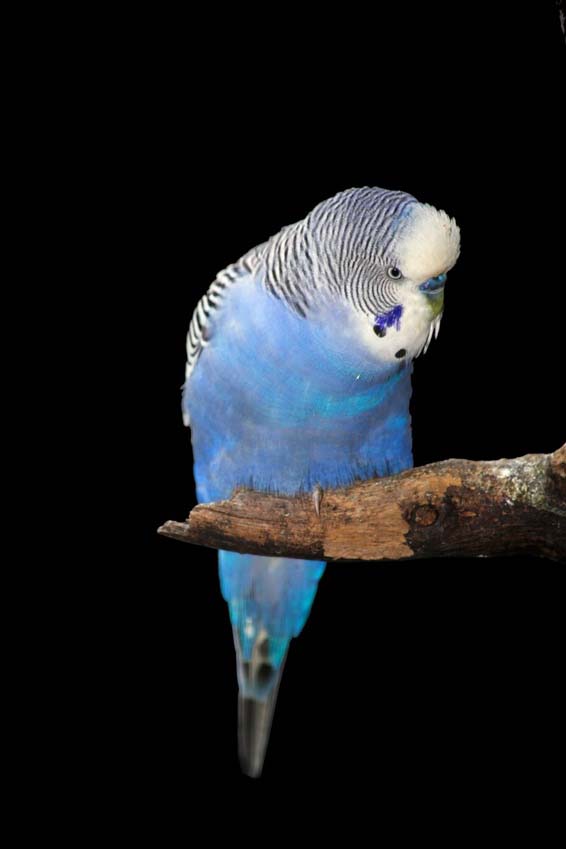 Budgie Picture: blue budgie on a branch