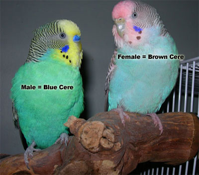 Female Budgie: brown cere, Male Budgie: blue cere