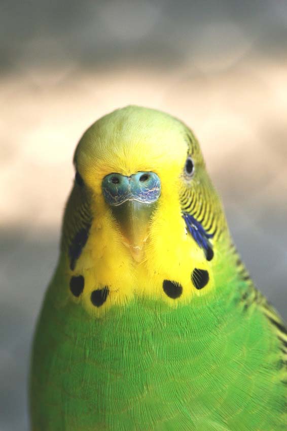 Budgie Picture: green budgie
