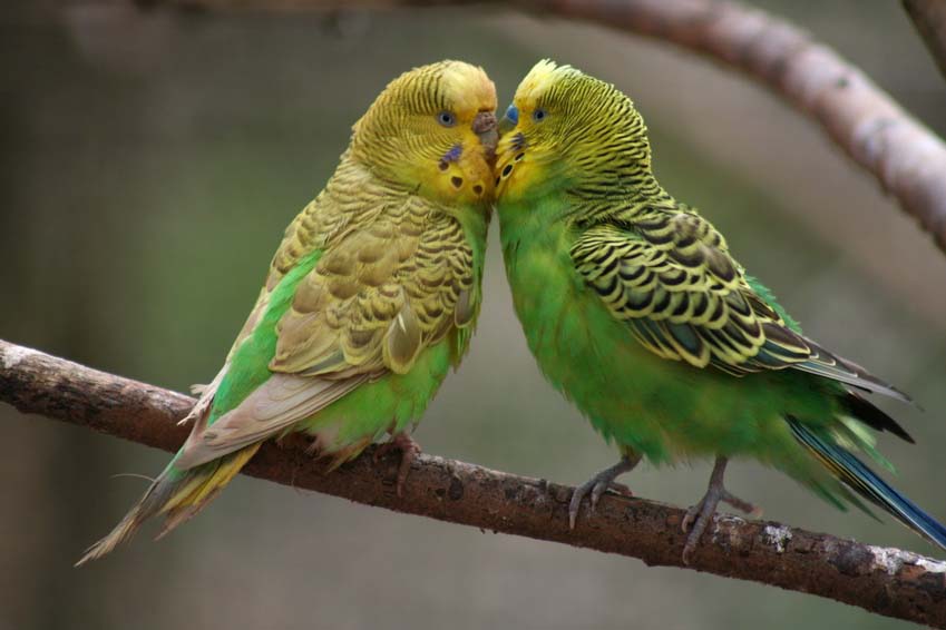 Budgie Picture: green budgies on a branch