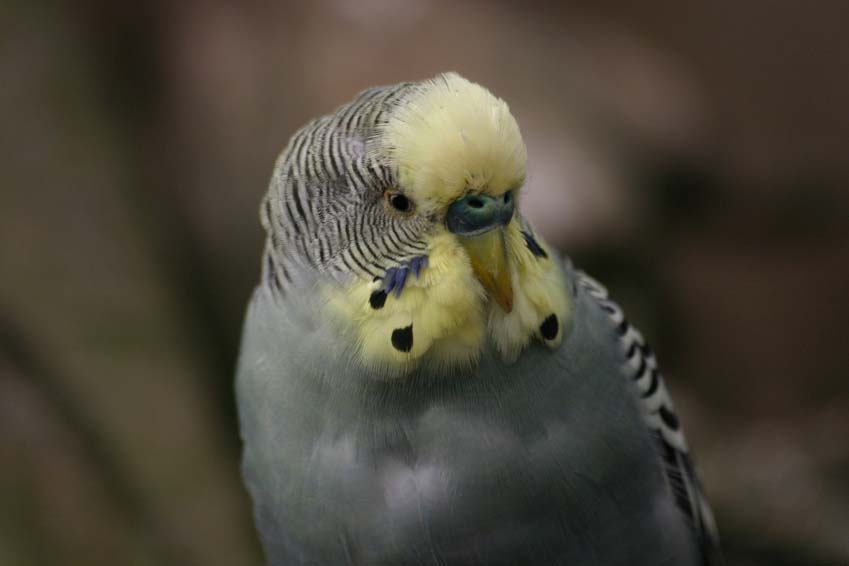 Budgie Picture: grey budgie floof