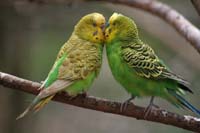 green yellow face male and female budgies