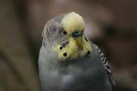 grey yellow face male budgie