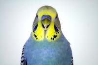 Budgie Pictures