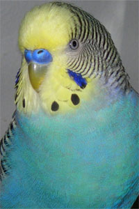 Yellow Face Blue Budgie