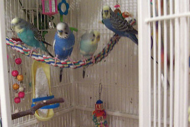 Budgie Cage Factsheet