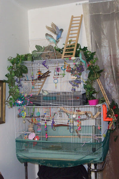 Parakeet Cage