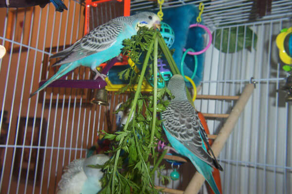 Budgie Food : budgies eating carrot tops