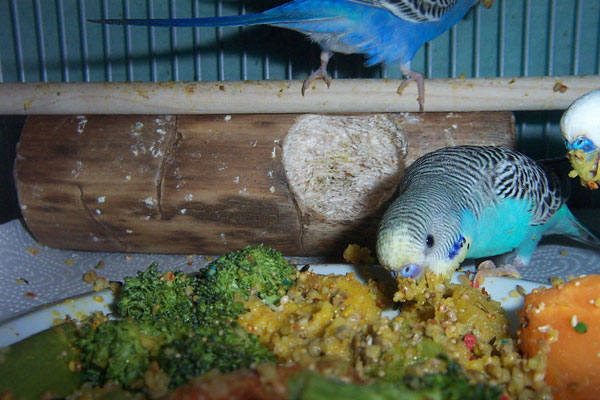 Budgie Food : budgies eating carrots