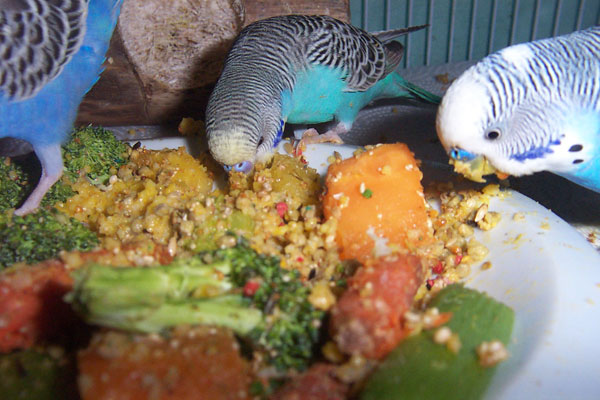 Budgie Food Recipes