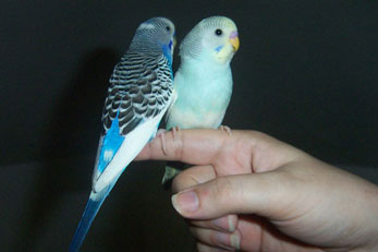 Budgie Training