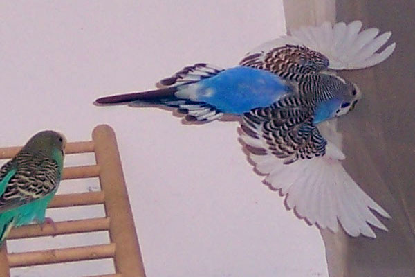 Cloude budgie flying