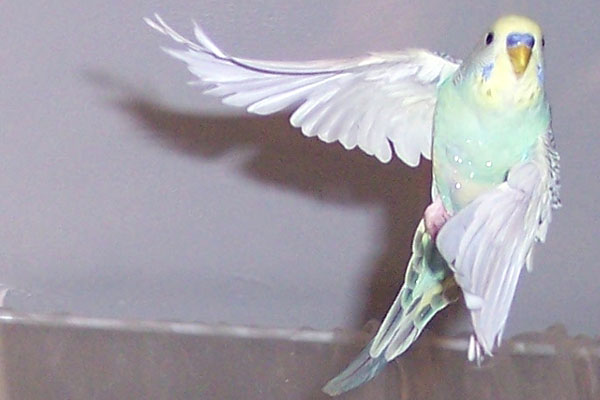 Cloude budgie flying