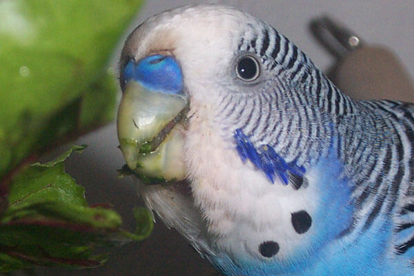 Budgie Food : male budgie eating carrot tops
