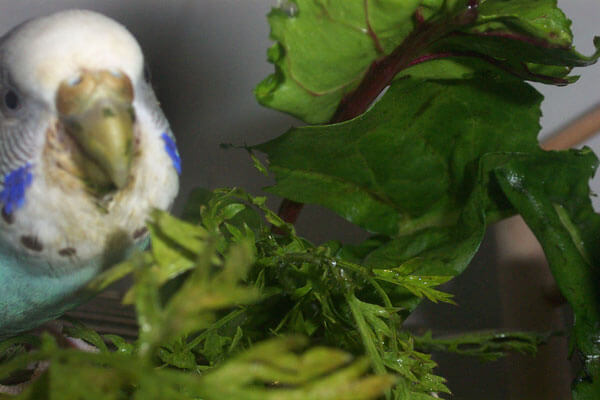 budgie eats leafy greens