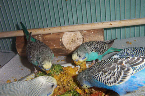 Budgie Food : 6 budgies eating from veggie mush from a plate