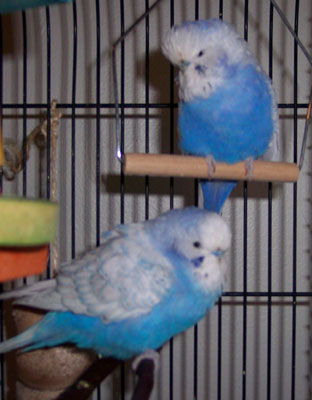 Statler & Waldorf - english budgie brothers