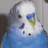 Cloudey-Cloude - mascot of Budgie Care