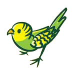 budgie